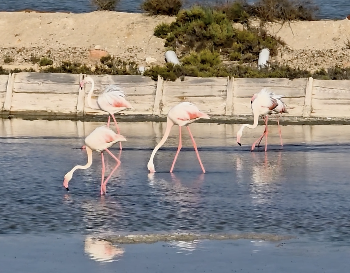 6th FLAMIN-GO Progress Meeting in Cagliari: Project nears the finish line with major integration milestones