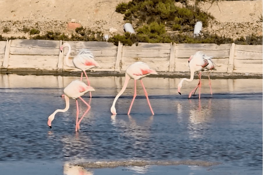 A Mini-Joint in the Lab, Real Hope in Life
